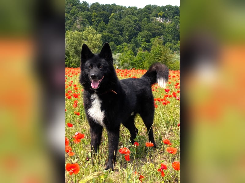 Kinderfreundlicher Schäferhundmischling