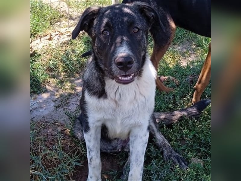 Elias - griechischer Schäferhund-Mischling