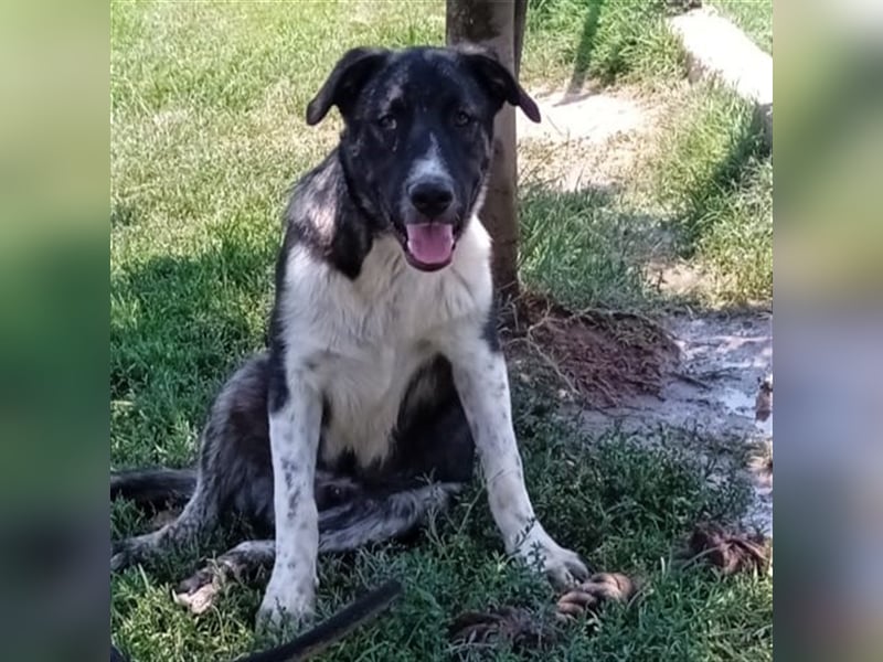 Elias - griechischer Schäferhund-Mischling