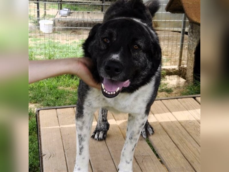 Elias - griechischer Schäferhund-Mischling