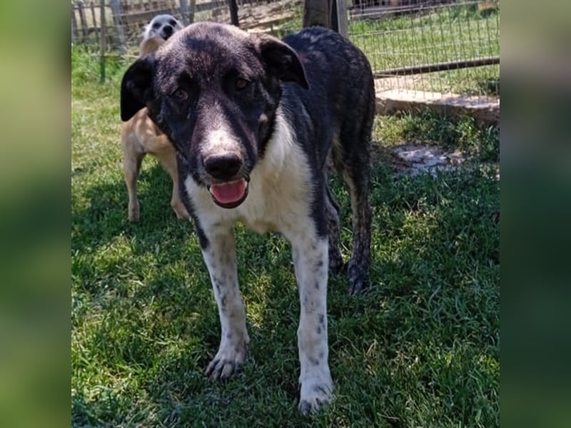 Elias - griechischer Schäferhund-Mischling