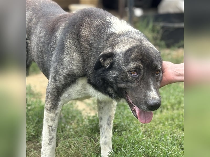 Elias - griechischer Schäferhund-Mischling