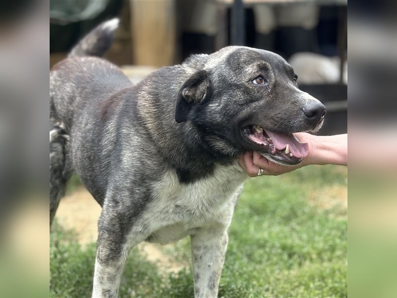 Elias - griechischer Schäferhund-Mischling