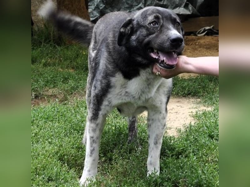 Elias - griechischer Schäferhund-Mischling