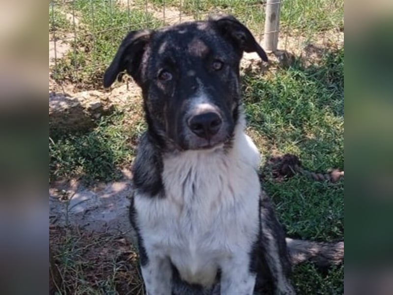Elias - griechischer Schäferhund-Mischling