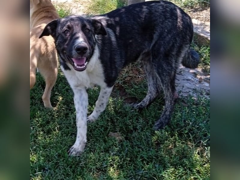Elias - griechischer Schäferhund-Mischling
