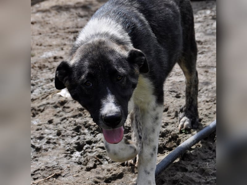 Elias - griechischer Schäferhund-Mischling
