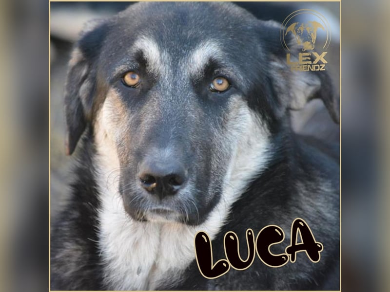 LUCA - Gemütlicher Bub sucht Glück
