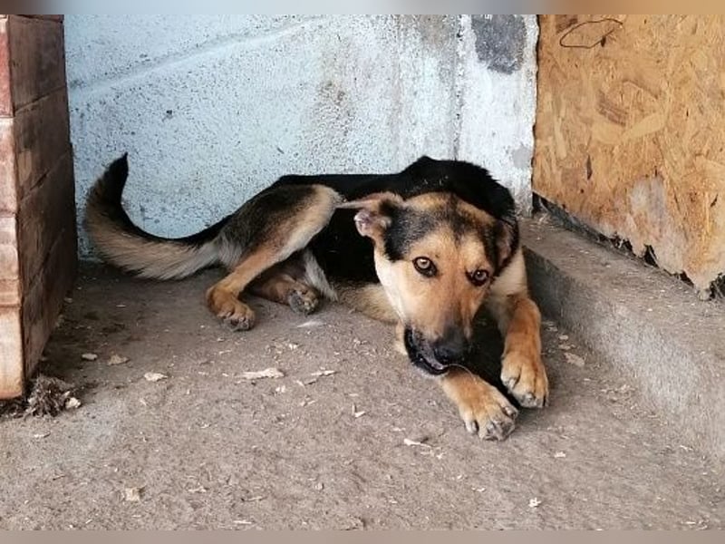 Jack (1), sehr lieb und freundlich