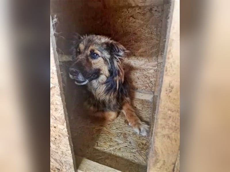 Zayjon, sucht einen Gnadenplatz