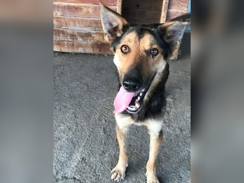 Jack (1), sehr lieb und freundlich