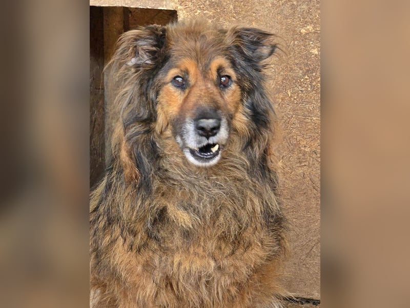 Zayjon, sucht einen Gnadenplatz