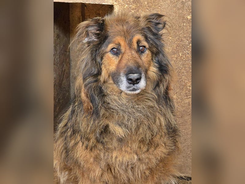 Zayjon, sucht einen Gnadenplatz