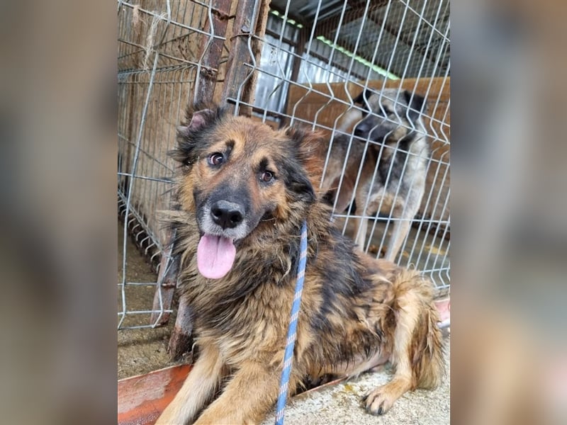 Zayjon, sucht einen Gnadenplatz