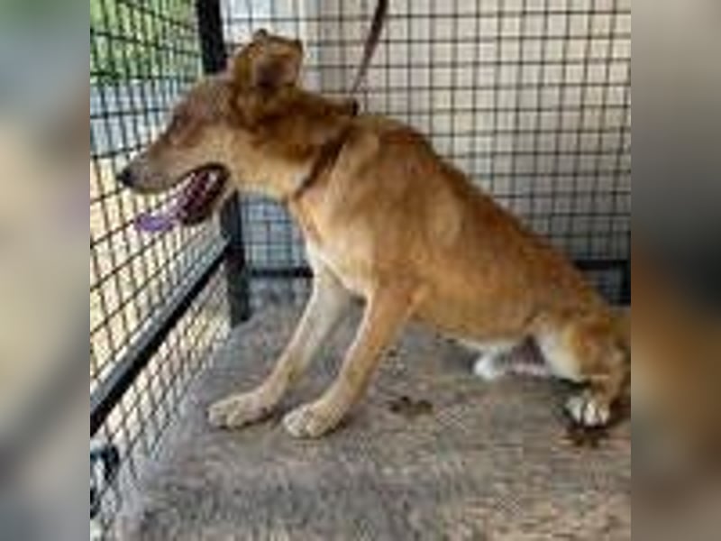 Maxim, Schäferhund-Mix, Rüde, geb. 05.10.2023, ca. 52 cm, 15 kg