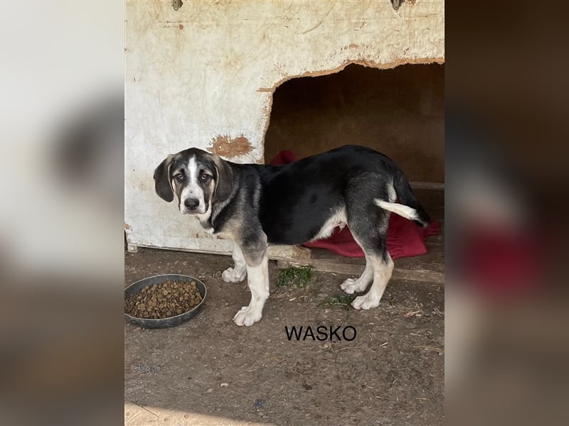 Wasko, 12/22 - Neugierig auf das Leben