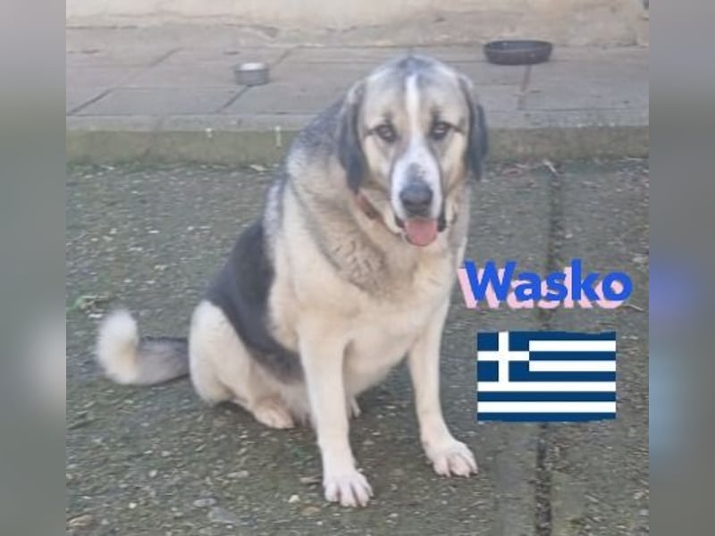 Wasko, 12/22 - Neugierig auf das Leben