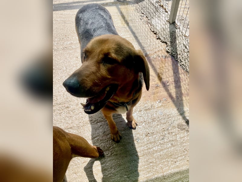 Junger Mischlingsrüde MARLEY (3 Jahre) sucht eine Familie
