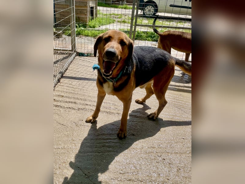 Junger Mischlingsrüde MARLEY (3 Jahre) sucht eine Familie