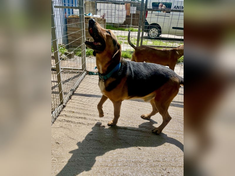 Junger Mischlingsrüde MARLEY (3 Jahre) sucht eine Familie