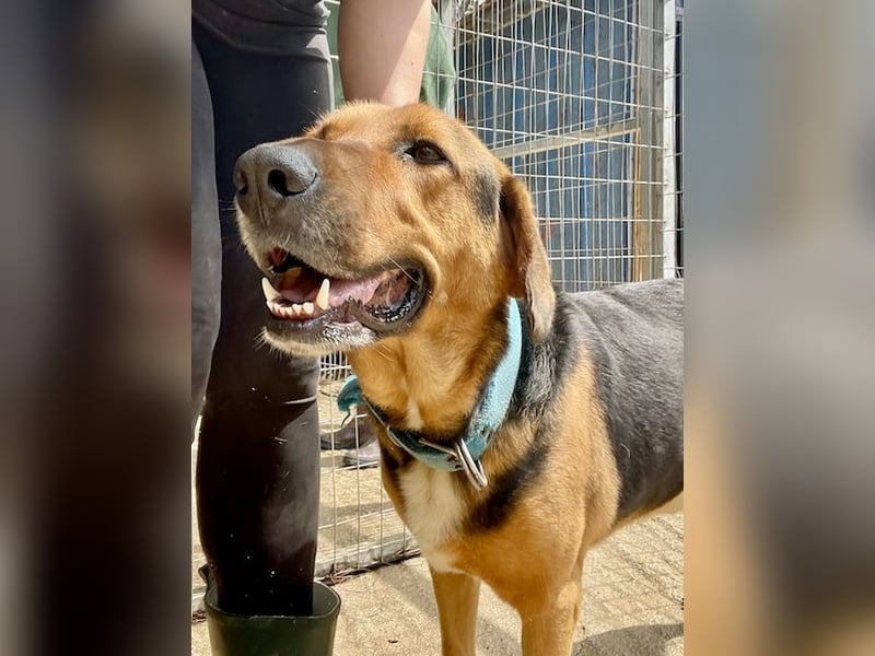Junger Mischlingsrüde MARLEY (3 Jahre) sucht eine Familie