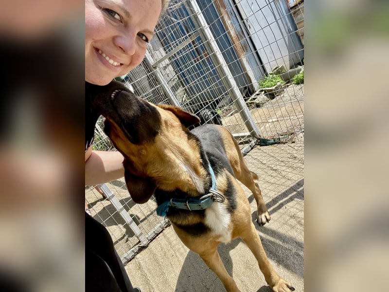 Junger Mischlingsrüde MARLEY (3 Jahre) sucht eine Familie