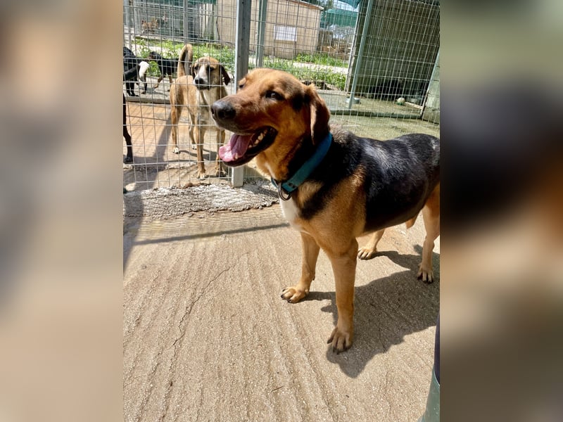 Junger Mischlingsrüde MARLEY (3 Jahre) sucht eine Familie