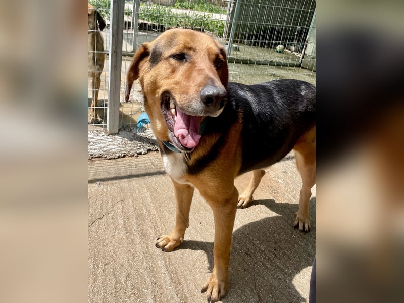 Junger Mischlingsrüde MARLEY (3 Jahre) sucht eine Familie