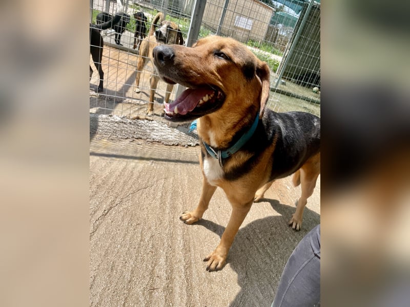 Junger Mischlingsrüde MARLEY (3 Jahre) sucht eine Familie