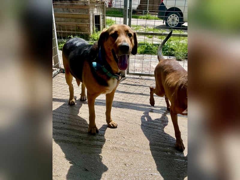 Junger Mischlingsrüde MARLEY (3 Jahre) sucht eine Familie