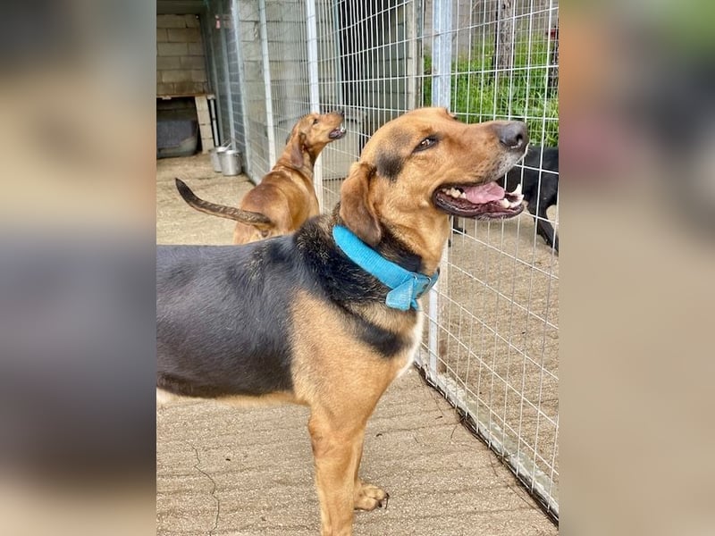 Junger Mischlingsrüde MARLEY (3 Jahre) sucht eine Familie