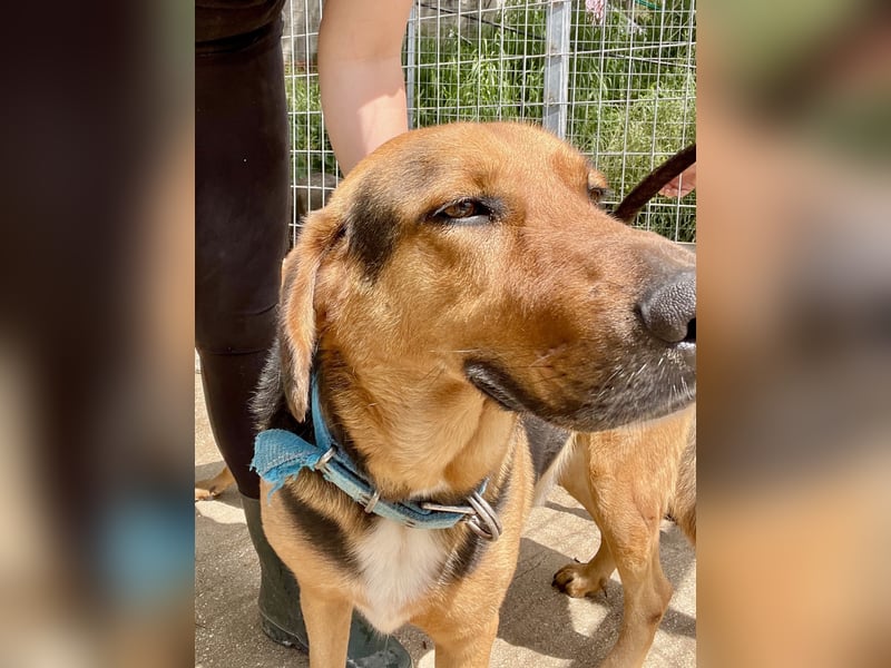 Junger Mischlingsrüde MARLEY (3 Jahre) sucht eine Familie