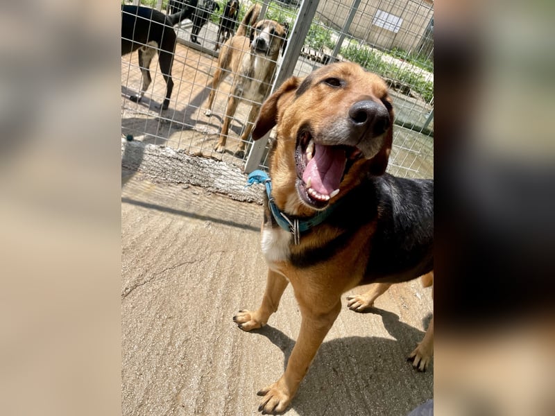Junger Mischlingsrüde MARLEY (3 Jahre) sucht eine Familie