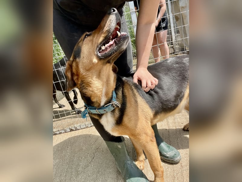 Junger Mischlingsrüde MARLEY (3 Jahre) sucht eine Familie