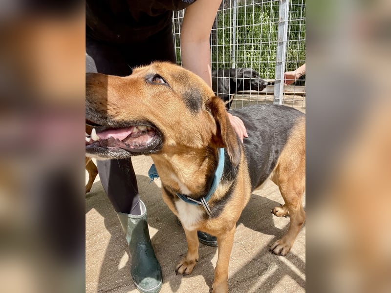 Junger Mischlingsrüde MARLEY (3 Jahre) sucht eine Familie