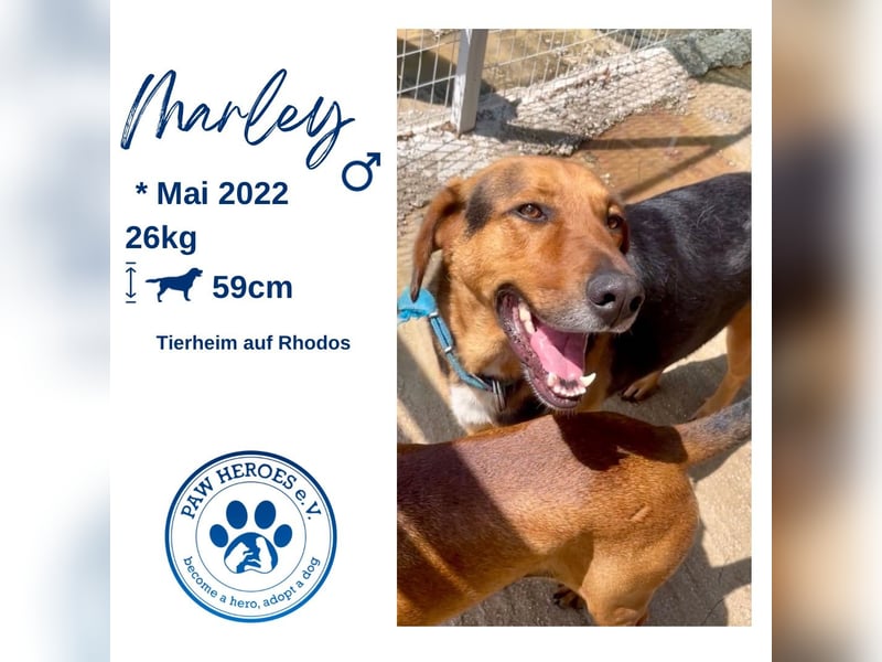 Junger Mischlingsrüde MARLEY (3 Jahre) sucht eine Familie