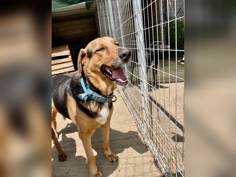 Junger Mischlingsrüde MARLEY (3 Jahre) sucht eine Familie