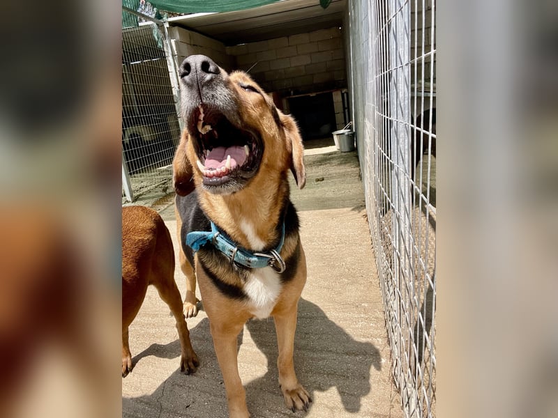 Junger Mischlingsrüde MARLEY (3 Jahre) sucht eine Familie