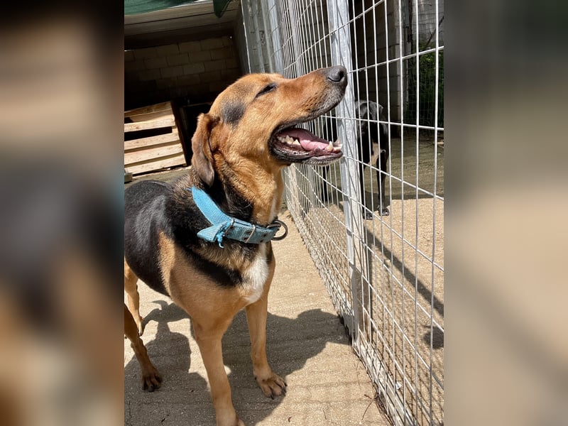 Junger Mischlingsrüde MARLEY (3 Jahre) sucht eine Familie