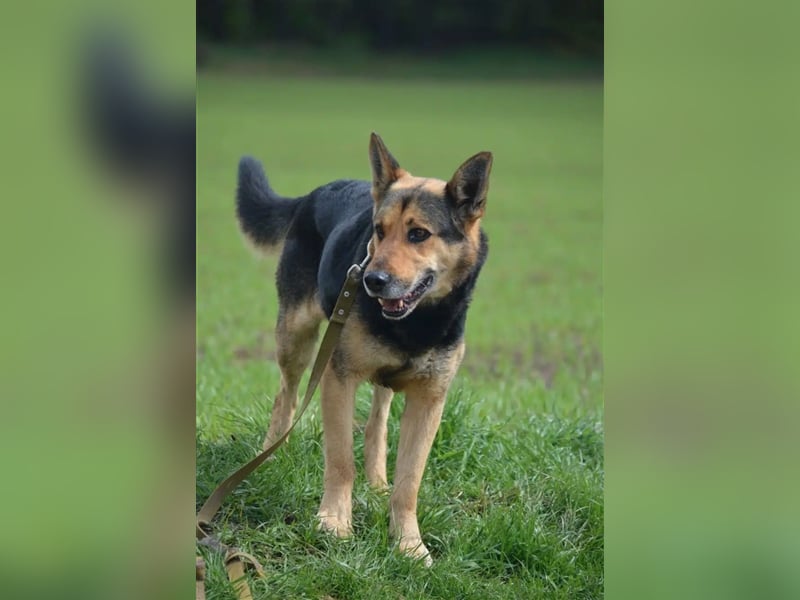 RESERVIERT- „Amor“, weint ganz doll im Tierheim, er kommt gar nicht klar dort. Will endlich raus!