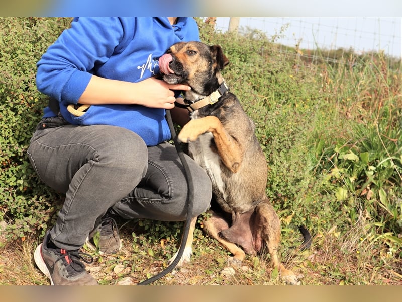 Patanisca, Mix Schäferhund / Labrador, lieb und verträglich