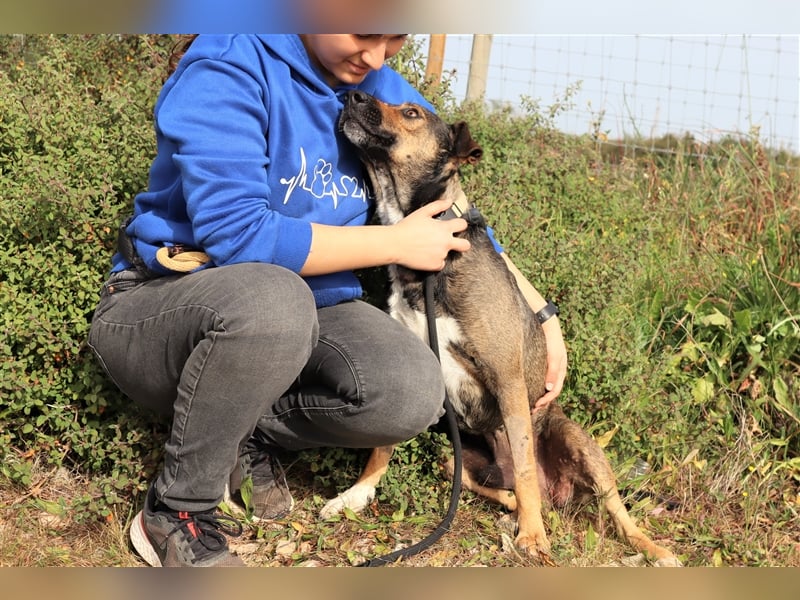 Patanisca, Mix Schäferhund / Labrador, lieb und verträglich