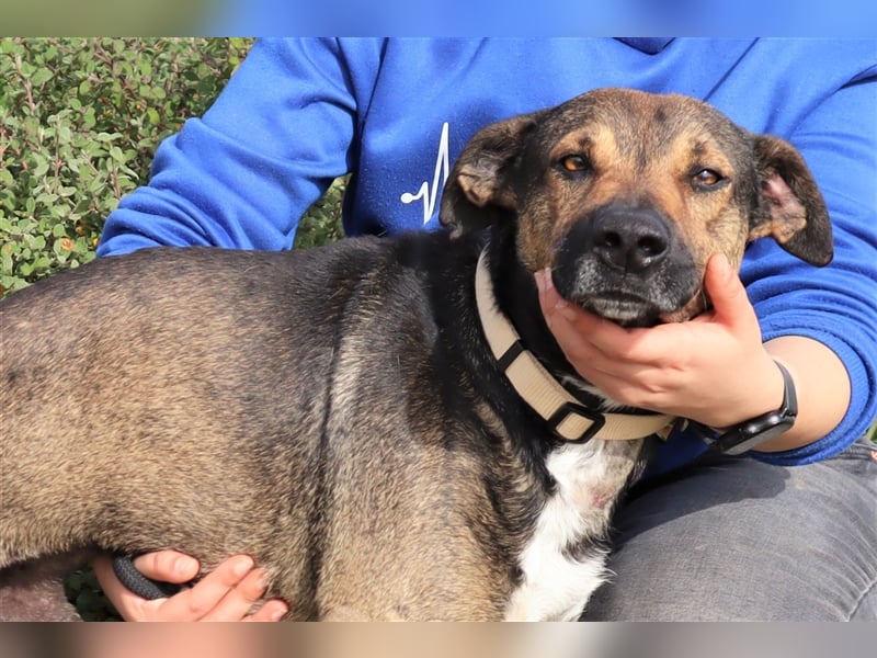 Patanisca, Mix Schäferhund / Labrador, lieb und verträglich