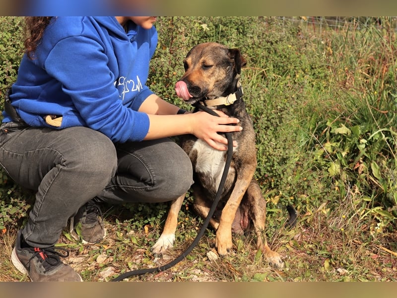 Patanisca, Mix Schäferhund / Labrador, lieb und verträglich