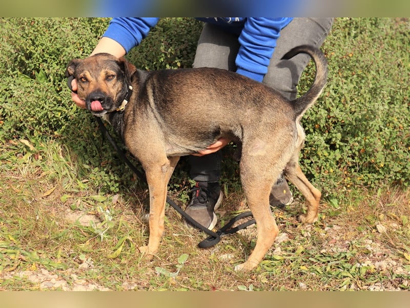 Patanisca, Mix Schäferhund / Labrador, lieb und verträglich