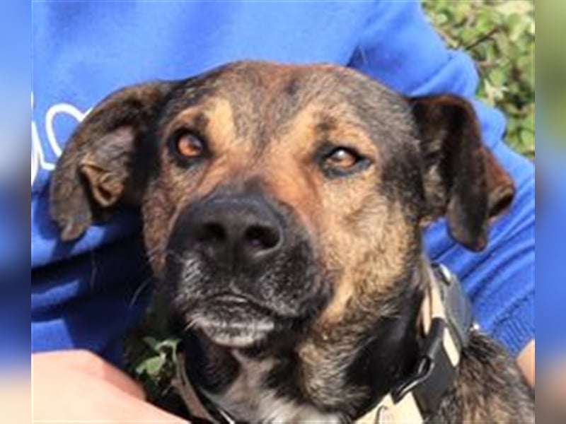 Patanisca, Mix Schäferhund / Labrador, lieb und verträglich