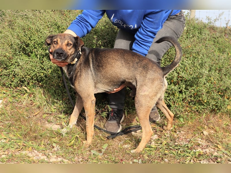 Patanisca, Mix Schäferhund / Labrador, lieb und verträglich