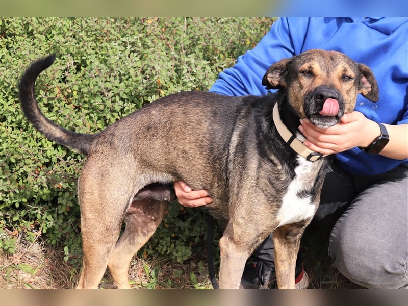 Patanisca, Mix Schäferhund / Labrador, lieb und verträglich