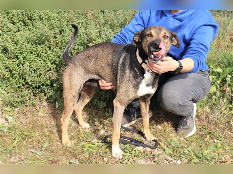 Patanisca, Mix Schäferhund / Labrador, lieb und verträglich