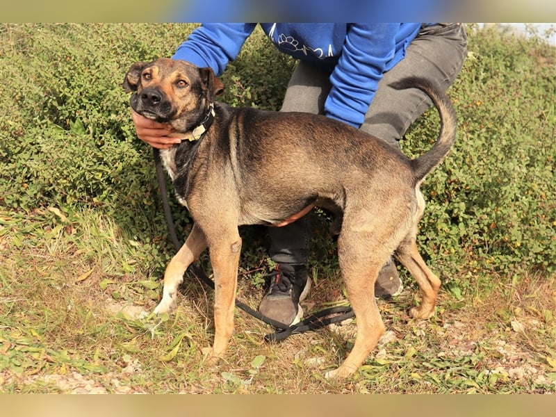 Patanisca, Mix Schäferhund / Labrador, lieb und verträglich